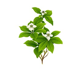 園林植物樹(shù)木免扣素材png