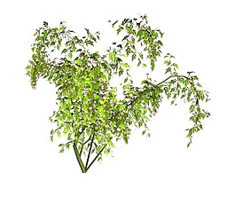 卡通綠色植物插畫png元素