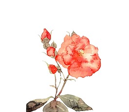 水彩牡丹國(guó)畫png元素
