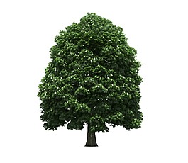綠色園林景觀植物樹木png元素