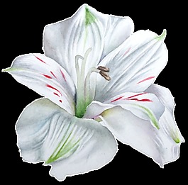 手繪一朵百合花png透明素材