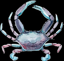 罕見的螃蟹png透明素材