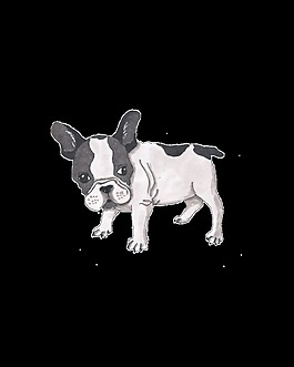 一只斗牛犬png透明素材