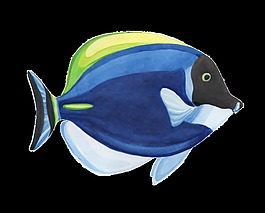 手繪一條魚水彩魚png透明素材