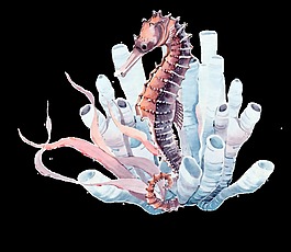 海底海馬png透明素材