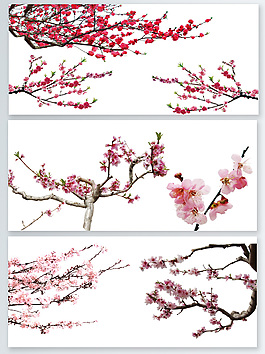 冬季梅花實拍簡單素材