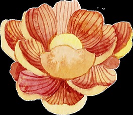 曇花一現(xiàn)png透明素材