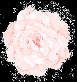 一朵山茶花png透明素材
