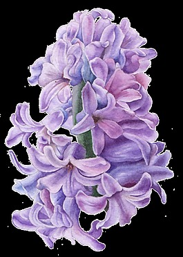 手繪風(fēng)信子花卉png透明素材