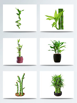 盆栽富贵竹PNG广告元素