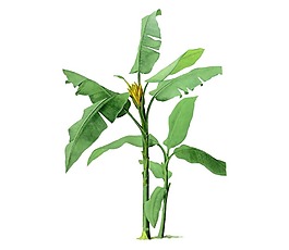卡通芭蕉叶png元素