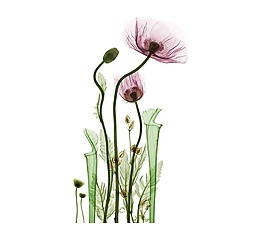 水墨蓮花png呀