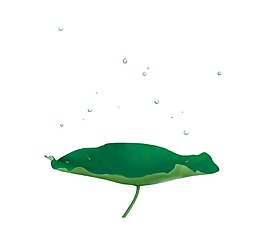 雨打荷葉png元素