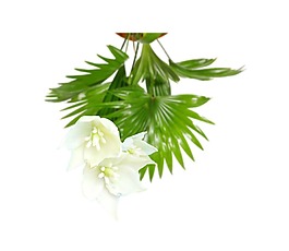 玉蘭花png元素