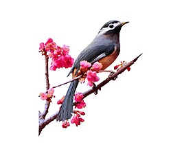 喜鵲落在桃花png元素