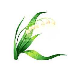 綠色樹葉小花朵png元素