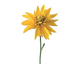 黄色菊花png元素