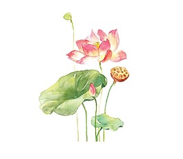 彩繪睡蓮蓮花國畫png元素
