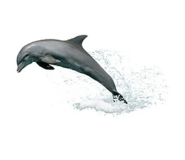 海豚png元素