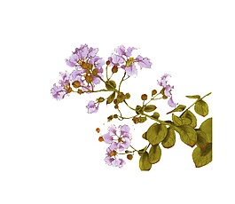 彩繪紫色海棠花png元素
