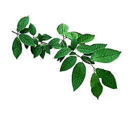 卡通綠色榆樹葉子插畫png元素