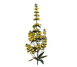 黃色小太陽花png元素
