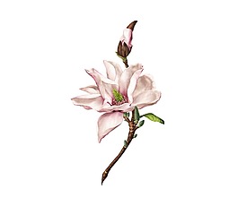 粉色蘭花實(shí)景圖png元素