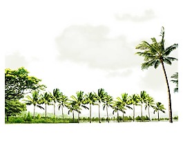 绿色椰子树实景png元素