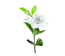 白色茶花實景png元素