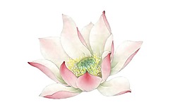 卡通粉色盛開荷花png元素