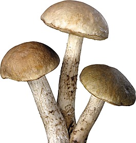 黃色食用蘑菇png元素