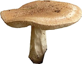 黃色蘑菇png元素