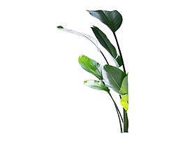 綠色植物葉子png元素