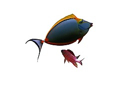 卡通熱帶魚(yú)png元素