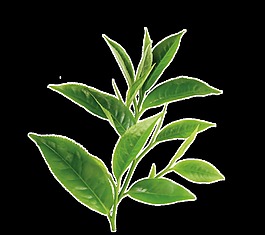 一枝绿油油的花枝透明植物素材