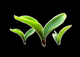 三棵正财发芽的植物透明植物素材