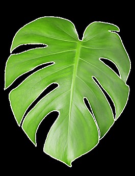 一大片龜背竹葉片透明植物素材