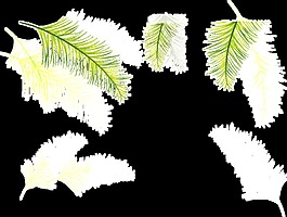 三片針葉樹葉透明植物素材