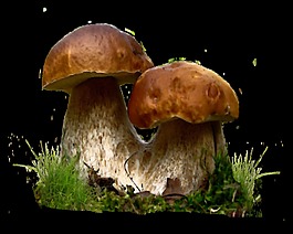 兩個(gè)深山野菇