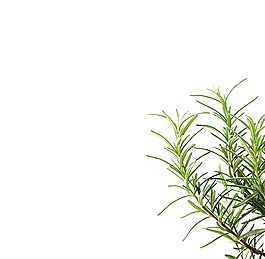 三株路邊的植物透明素材