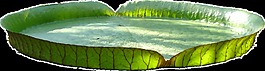 逼真環(huán)保廣場透明素材