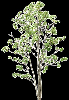 手繪逼真綠色植物透明素材