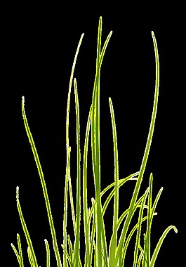 綠色簡(jiǎn)約綠植透明素材
