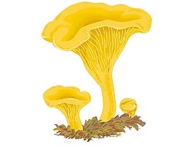 金色蘑菇插畫(huà)png元素