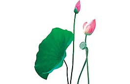 綠色蓮花插畫png元素