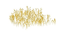 黃色蘆葦飄揚(yáng)png元素