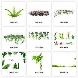 春天植物葉子PNG素材合集