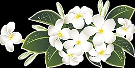 美麗淡雅的白色花束透明素材