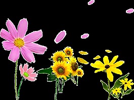 各種顏色的菊花花束透明素材
