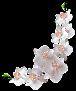 美麗優(yōu)雅的一串蘭花透明素材
